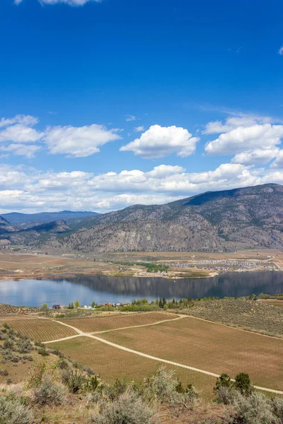View Agricultural Landscape Vineyards Spring Season Osoyoos Located Okanagan Valley — Stock Photo, Image