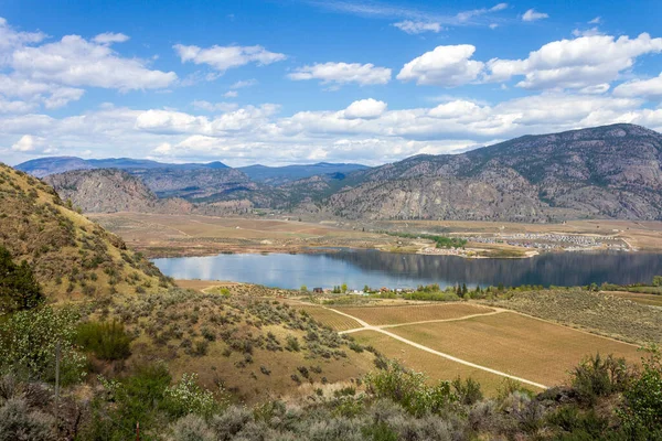 View Agricultural Landscape Vineyards Spring Season Osoyoos Located Okanagan Valley — Stock Photo, Image