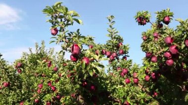 Okanagan Vadisi, British Columbia, Kanada 'da bulunan meyve bahçesindeki olgun organik kırmızı elma ağacı..