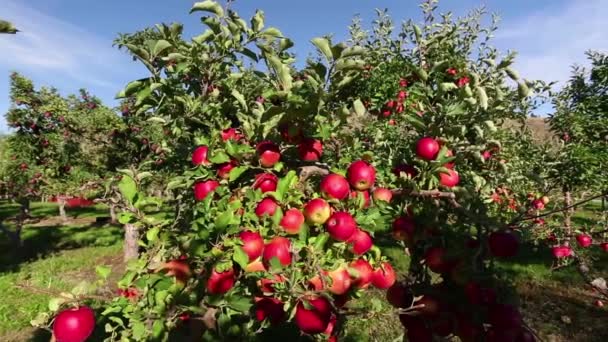 Árvore Maçã Vermelha Orgânica Madura Pomar Localizado Vale Okanagan Colúmbia — Vídeo de Stock