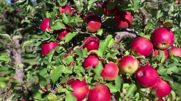 Mogna Ekologiska Röda Äppelträd Fruktträdgård Belägen Okanagan Valley British Columbia — Stockvideo