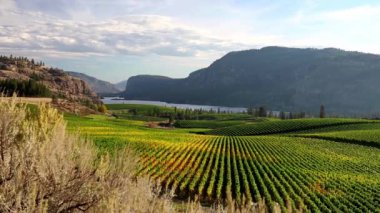 Okanagan Şelalesi 'ndeki şarap bağları McIntyre Bluff ve Kanada' daki Okanagan Vadisi 'ndeki Vaseux Gölü' ne bakıyor..