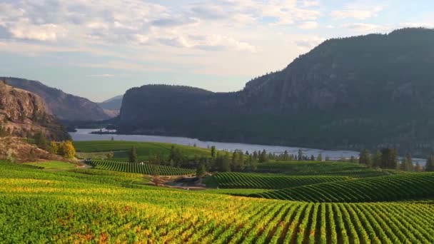 Vinhedo Vinícola Okanagan Falls Com Vista Para Mcintyre Bluff Vaseux — Vídeo de Stock