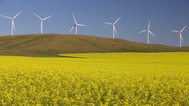 加拿大艾伯塔省Pincher Creek附近的Canola油田风力涡轮机可再生能源发电 — 图库视频影像