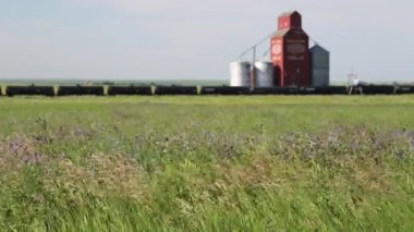 Cadillac, Saskatchewan, Kanada - 8 Temmuz 2019: Kanada 'nın Saskatchewan, Kanada' daki Cadillac kasabasındaki yonca tarlası manzarası ve eski ahşap tahıl asansörü.