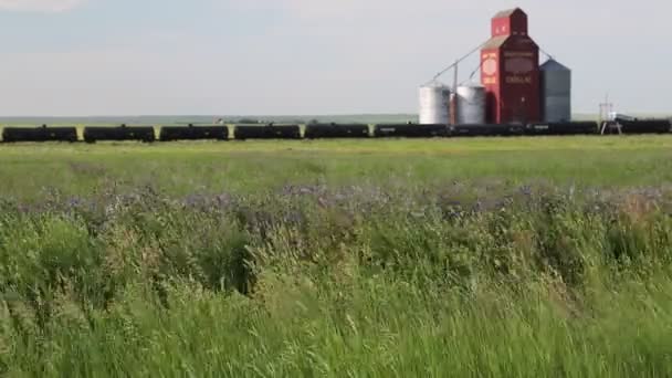 Cadillac Saskatchewan Kanada Července 2019 Krajinný Pohled Pole Vojtěšky Starý — Stock video