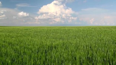 Kanada kırsal Saskatchewan, Kanada 'da buğday tarlaları.