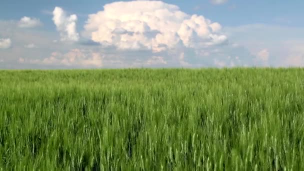 Canadees Prairielandschap Van Tarweveld Het Platteland Van Saskatchewan Canada — Stockvideo