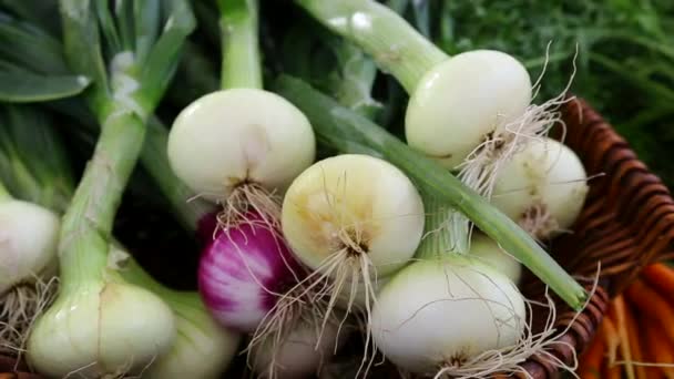 Olgun Organik Soğan Çiftçileri Pazarı — Stok video