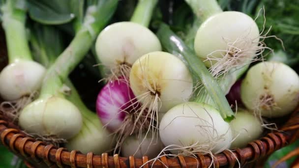 Ripe biologische ui Boeren markt — Stockvideo