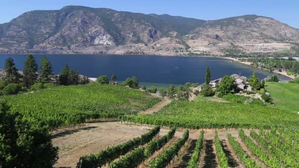 Vista Del Vigneto Della Cantina Che Affaccia Sul Lago Skaha — Video Stock