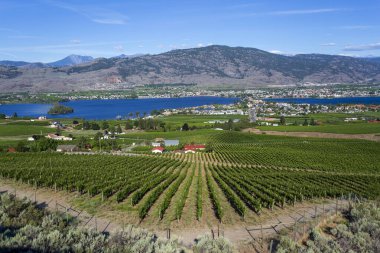 Yaz mevsiminde Okanagan Vadisi, British Columbia, Kanada 'daki küçük Osoyoos kasabasındaki tarım arazisi ve üzüm bağlarının manzarası.