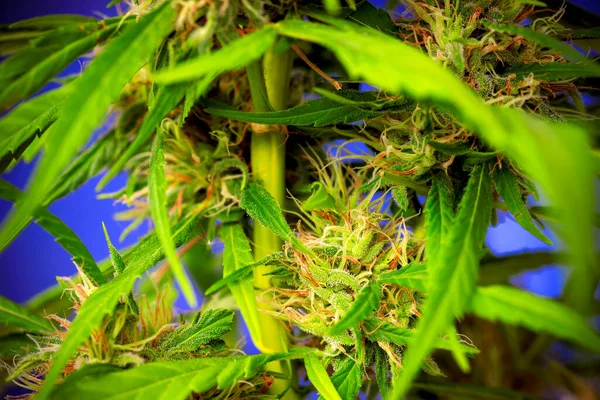 Cannabis También Conocido Como Marihuana Entre Otros Nombres Una Droga — Foto de Stock