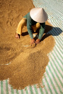 Vietnamlı bir çiftçi güneşin altında kurutmak için pirinç saçıyor ve hasat mevsiminde Vietnam 'da geleneksel tarım uygulamaları sergiliyor..