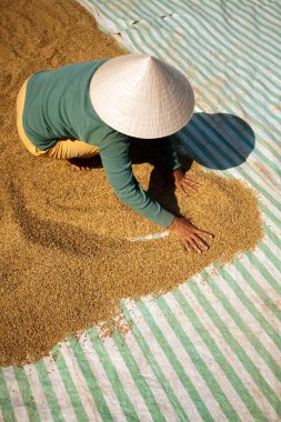 Vietnamlı bir çiftçi güneşin altında kurutmak için pirinç saçıyor ve hasat mevsiminde Vietnam 'da geleneksel tarım uygulamaları sergiliyor..