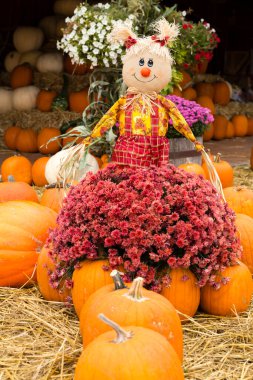 Keremeos, British Columbia, Kanada 'da bir çiftçi pazarında balkabağı tarlasında korkuluk.