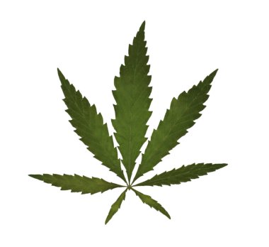 Beyaz arka planda kurumuş kenevir yaprağı.