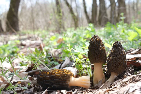 Zwei Morchella Conica Pilze Wachsen Und Eine Abgeschnittene Morchella Conica — Stockfoto