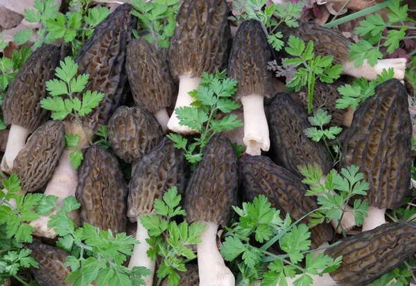 Muitos Cogumelos Morchella Conica Arrancados Encontram Entre Grama Verde — Fotografia de Stock