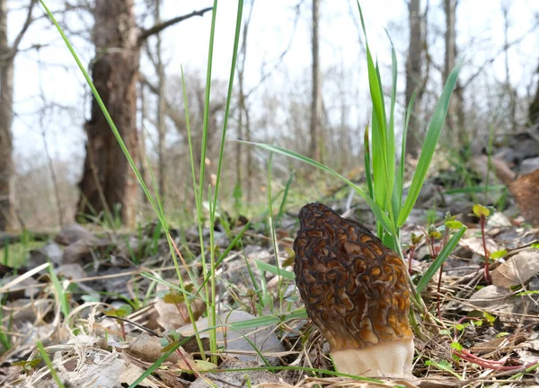 Cogumelo Morchella Conica Cresceu Uma Clareira Uma Floresta Primavera Entre — Fotografia de Stock