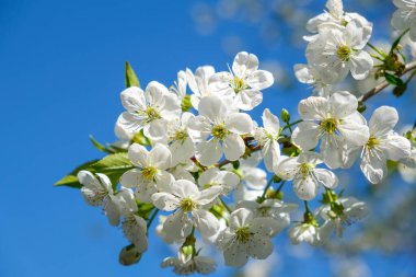 Güneşli bir günde, ilkbaharda mavi gökyüzüne çiçek açmış güzel kiraz dalları.. 