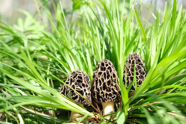 Três Cogumelos Morchella Crescem Entre Altos Brilhantes Suculentos Jovens Grama — Fotografia de Stock