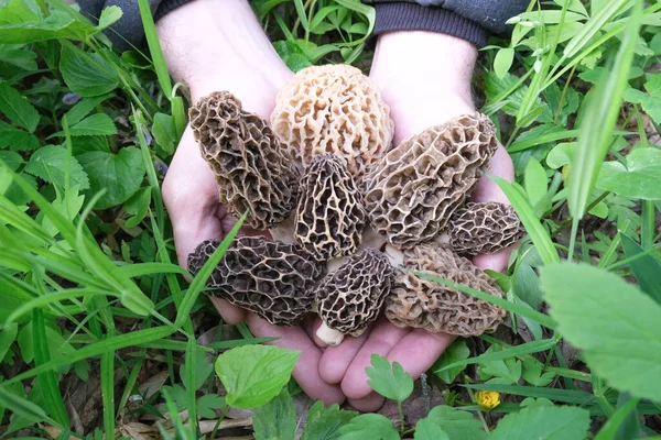 Homem Segura Vários Cogumelos Primavera Morchella Suas Palmas Contra Fundo — Fotografia de Stock