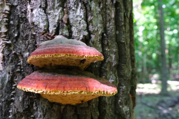 Two red mushrooms from Themes grew up on a tree in the woods. — Φωτογραφία Αρχείου