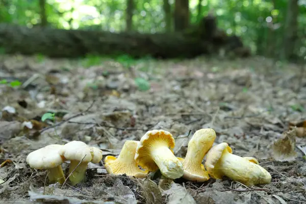 Vários cogumelos de Cantharellus são arrancados e jazem em uma clareira na floresta. — Fotografia de Stock