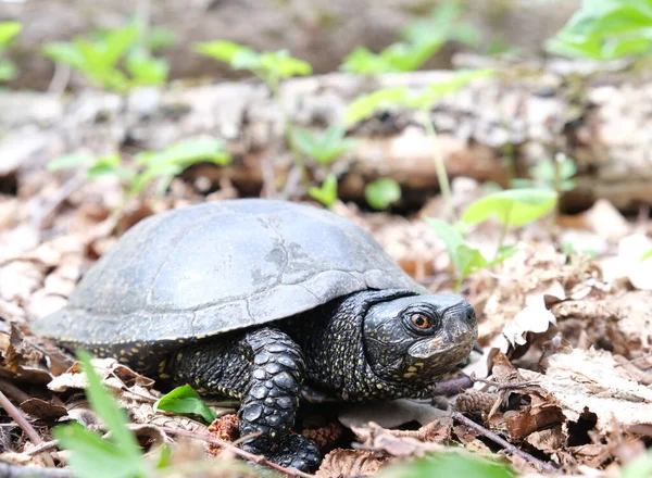 Болотная европейская черепаха ползает по листьям в лесу. — стоковое фото