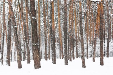 Winter landscape overlooking a snow-covered forest. There is a lot of snow in the forest. High quality photo