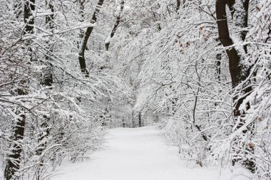 Winter landscape overlooking a snow-covered forest. There is a lot of snow in the forest. High quality photo