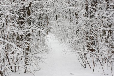 Winter landscape overlooking a snow-covered forest. There is a lot of snow in the forest. High quality photo