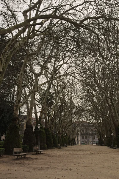 Camino de tierra en el parque. Árboles enormes y muy viejos están creciendo a ambos lados de la pista. Oporto, Portugal — Foto de Stock