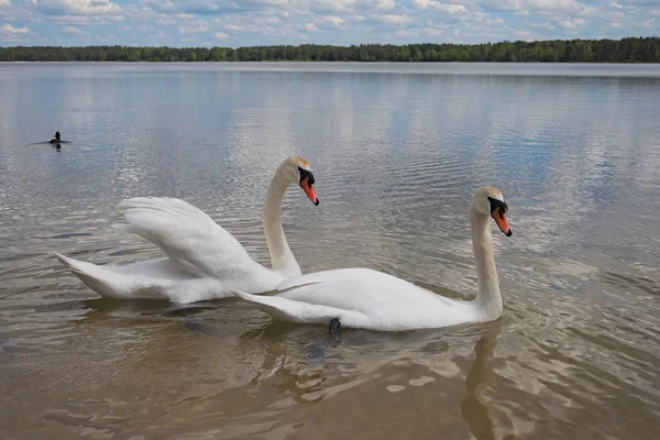 Un paio di cigni selvatici galleggiano vicino alla riva (Pisochne ozero, Ucraina ). — Foto Stock