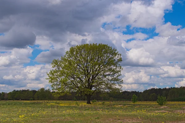 Campo con giovane erba verde e albero solitario in piedi. Foresta a — Foto Stock