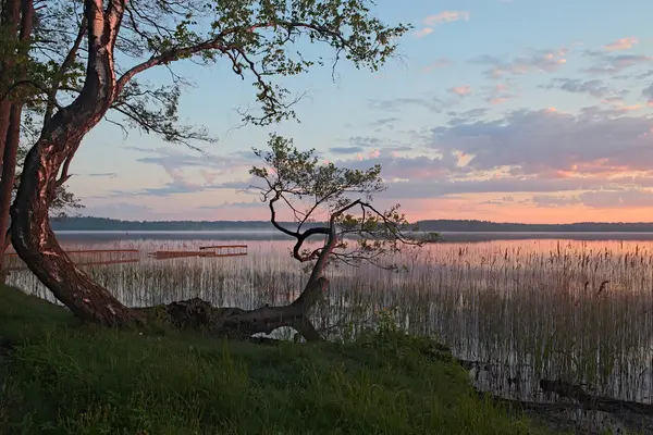 Прекрасное утро на озере. Необычное дерево растет на самом краю озера. (Писочное озеро, Украина) ). — стоковое фото