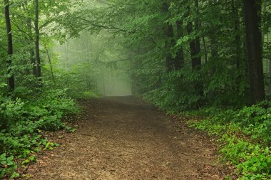 Sisin içinde orman yolu. Yağmur sadece sona erdi. Güzel manzara. Zakarpatska oblast, Ukraine