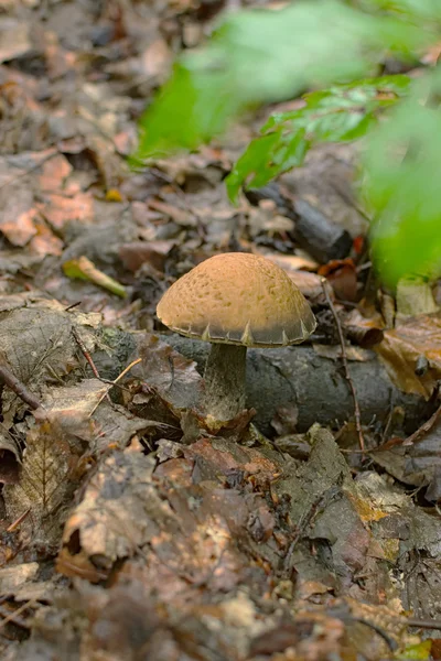 Kleine paddestoel verborg in vorig jaar bladeren. Zakarpatska oblast, Ukraine — Stockfoto