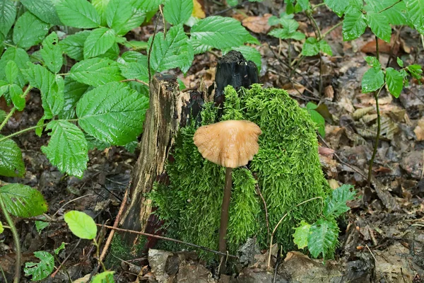 Fairy-paddestoel groeide op in de buurt van een boomstronk bedekt met mos. — Stockfoto