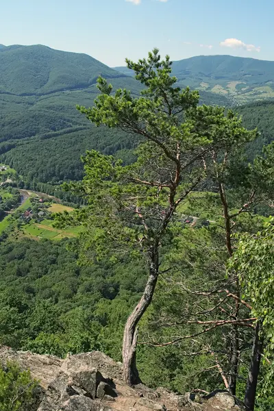 The fir-tree that grow at the top of the mountain. View from the Mountain Vusok Kamin (High Stone). Zhdenievo. Zakarpatska oblast, Ukraine. — Stock Photo, Image