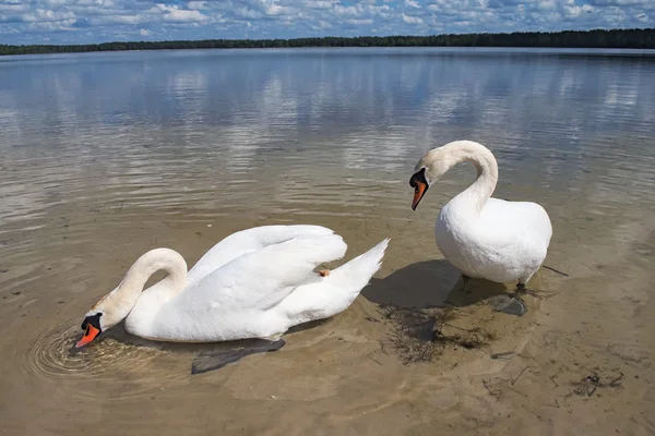 Un paio di cigni selvatici bianchi vicino alla riva. Un cigno sta bevendo, il secondo ha visto un pezzo di pane e cerca di prenderlo (Pisochne ozero, Ucraina ) — Foto Stock