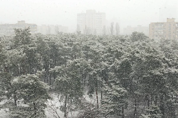 全市雪景景观优美 雪地里的森林 背景中的高层住宅建筑 晨雾蒙蒙的城市风景照片 乌克兰基辅 — 图库照片