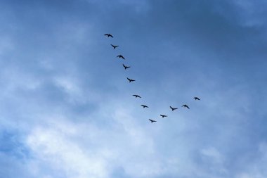 Kuşların göçü. Bir grup kuş uçuyor. Uçan kuşların siyah siluetleri, arka planda bulutlu gökyüzü. Bulutlu bir sonbahar sabahı.