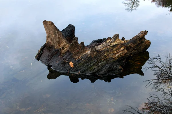 Vieux Tronc Arbre Reflété Dans Surface Eau Tranquille Vieux Tronc — Photo