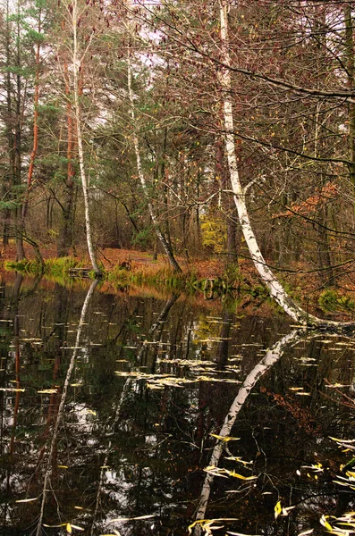 Reflet Des Arbres Dans Étang Vue Paysage Étang Forêt Couleur — Photo