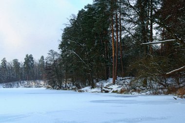Ormanda kar yağışı. Ormandaki donmuş göletin manzaralı kış manzarası. Evergreen ahşap ve karlı sahil. Pushcha-Vodytsia 'da kış mevsimi. Kyiv Mahallesi, Ukrayna.