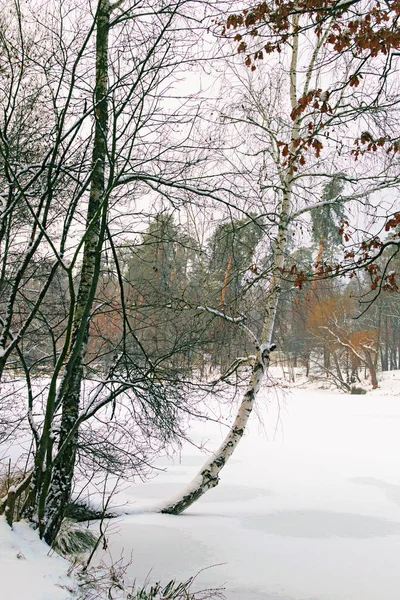 Tronco Abedul Torcido Inusual Nieve Paisaje Escénico Lago Congelado Costa —  Fotos de Stock