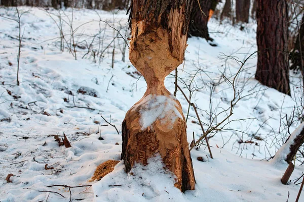 Boomstam Beschadigd Door Bevers Winterbos Boom Met Sporen Van Bevertanden — Stockfoto