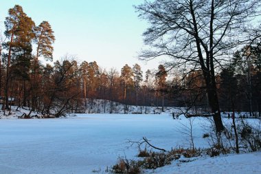 Pushcha-Vodytsia 'da kış sezonu. Donmuş göl manzarası ve ağaçlarla dolu bir kıyı. Evergreen ahşap ve karlı sahil. Manzara ve doğa kavramı. Kyiv Mahallesi, Ukrayna.